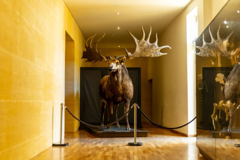 musee_national_de_prehistoire_© Guillaume Saramito